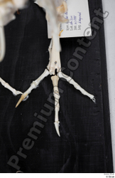  Chicken skeleton 